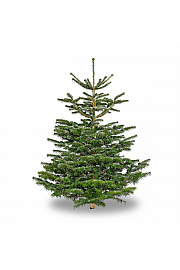 Abies Nordmanniana - Rezana Drevesa 125-150 cm