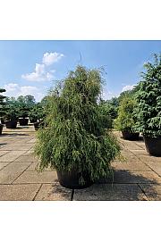 Thuja occidentalis Filiformis C500 Lit. 180-200 cm