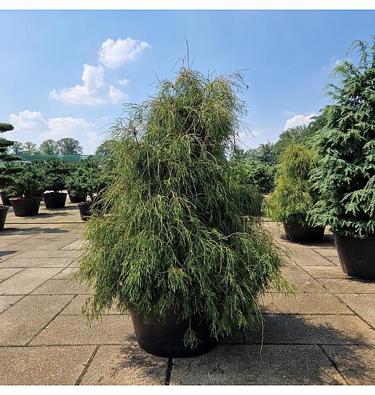 Thuja occidentalis Filiformis C500 Lit. 180-200 cm