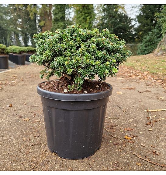 Abies koreana Brilliant C8 Lit. 25-30 cm