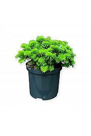 Abies koreana Brillant C2,5 Lit. 15-20 cm