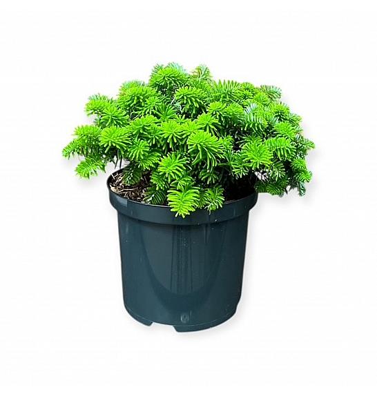 Abies koreana Brillant C2,5 Lit. 15-20 cm