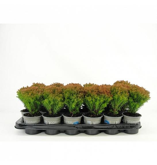 Abies koreana Ø9