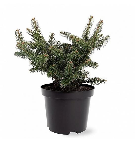 Abies balsamea Nana C2,5 Lit. 15-20 cm