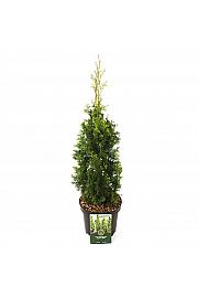 Thuja occ. Degroot Spire C2,5 Lit. 40-50 cm