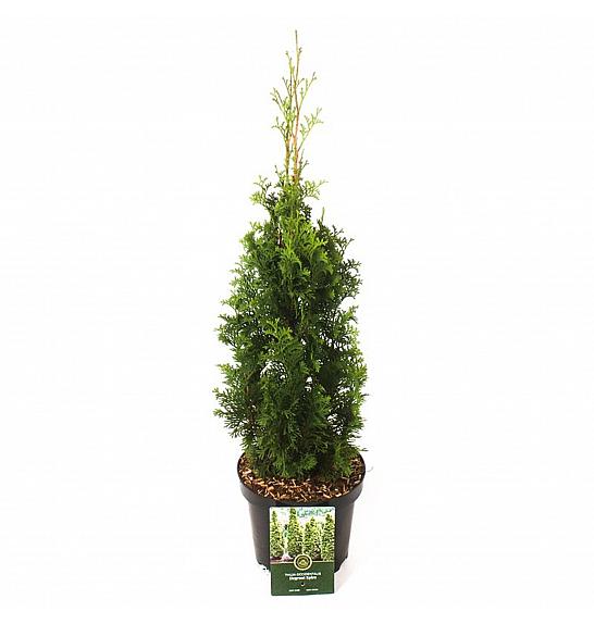 Thuja occ. Degroot Spire C2,5 Lit. 40-50 cm