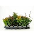 Thuja Mix Ø9