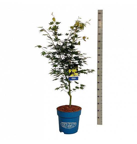 Acer pseudosieboldianum Arctic Jade® C15 Lit. 100-125 cm