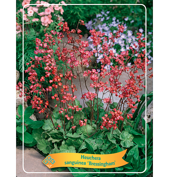 Heuchera sanguinea Bressingham Ø11
