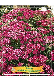 Achillea millefolium Milly Rock Rose Ø11