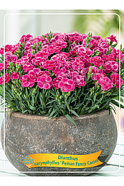 Dianthus caryophyllus Peman Fancy Cerise Ø11
