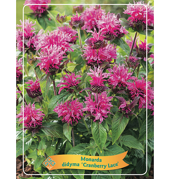 Monarda didyma Cranberry Lace Ø11