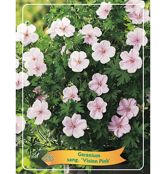 Geranium sanguineum Vision Pink Ø11