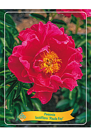 Paeonia lactiflora Paula Fay Ø11