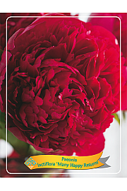 Paeonia lactiflora Many Happy Returns Ø11