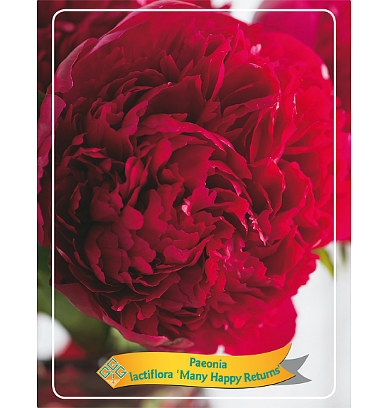 Paeonia lactiflora Many Happy Returns Ø11