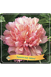 Paeonia itoh Hillary C5 Lit.