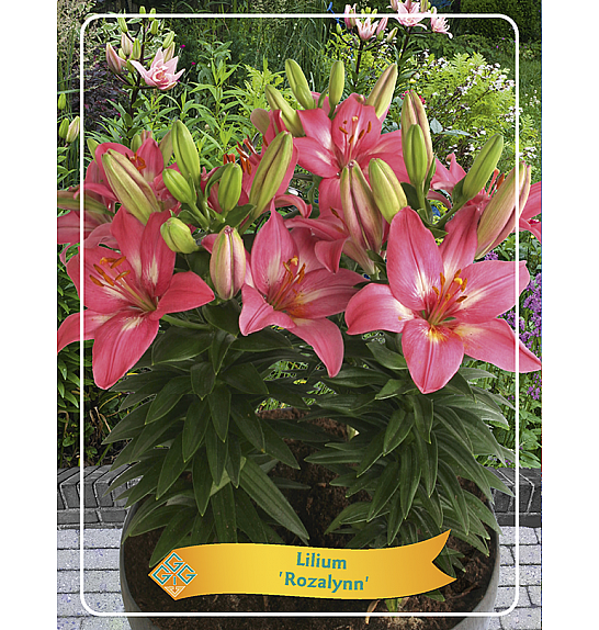 Lilium Rozalynn Ø11