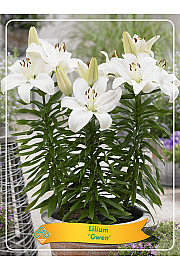 Lilium Gwen Ø11