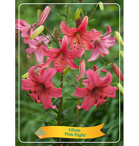 Lilium Pink Flight Ø11