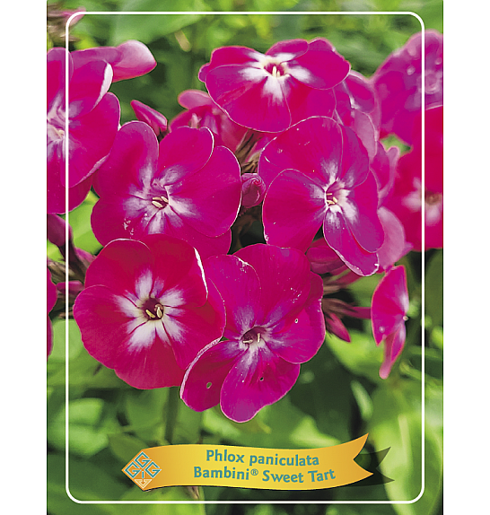 Phlox paniculata Bambini® Sweet Tart Ø11