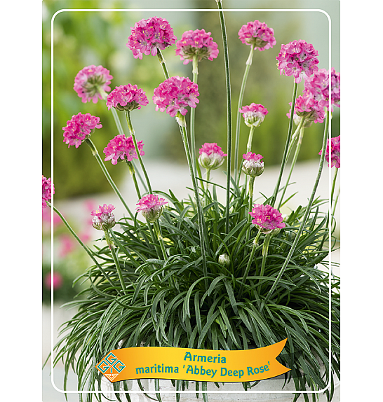 Armeria maritima Abbey Deep Rose Ø11