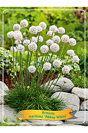 Armeria maritima Abbey White Ø11