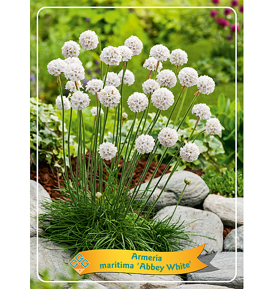 Armeria maritima Abbey White Ø11