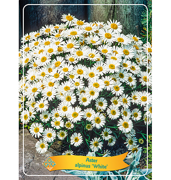Aster alpinus White Ø11