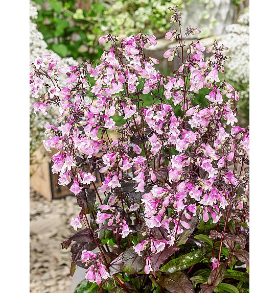 Penstemon digitalis Midnight Masquerade Ø11