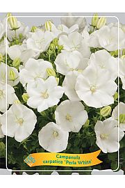 Campanula carpatica Perla White Ø11