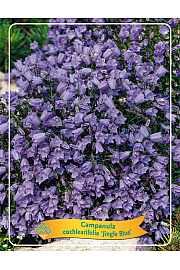 Campanula cochlearifolia Jingle Blue Ø11