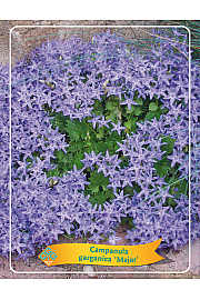 Campanula garganica Major Ø11