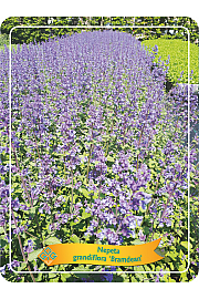 Nepeta grandiflora Bramdean Ø11