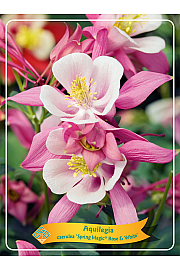 Aquilegia caerulea Spring Magic® Rose & White Ø11