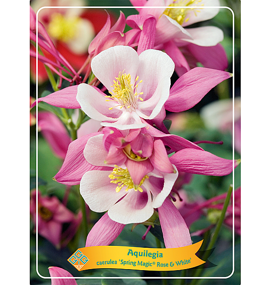 Aquilegia caerulea Spring Magic® Rose & White Ø11