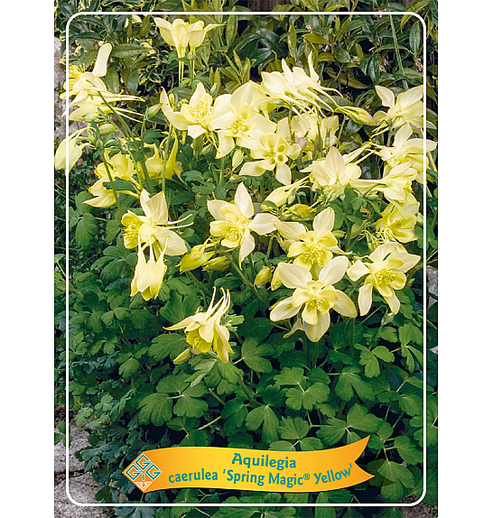 Aquilegia caerulea Spring Magic® Yellow Ø11
