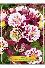 Aquilegia vulgaris Winky Double Red & White Ø11