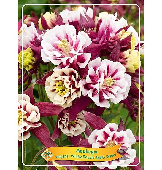 Aquilegia vulgaris Winky Double Red & White Ø11