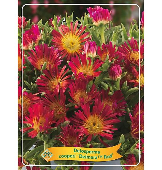 Delosperma cooperi Delmara Red Ø11