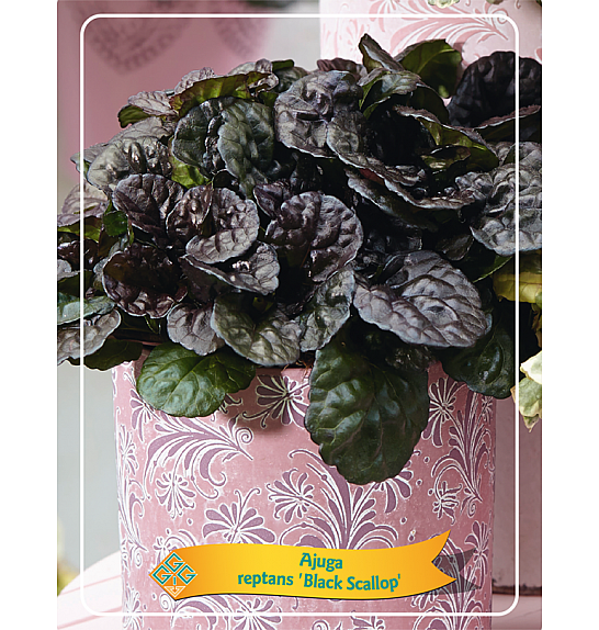 Ajuga reptans Black Scallop Ø11