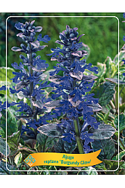 Ajuga reptans Burgundy Glow Ø11