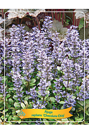 Ajuga reptans Chocolate Chip Ø11