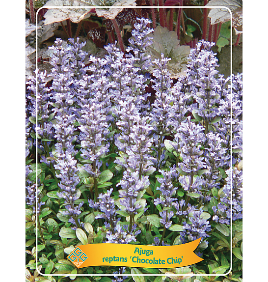 Ajuga reptans Chocolate Chip Ø11