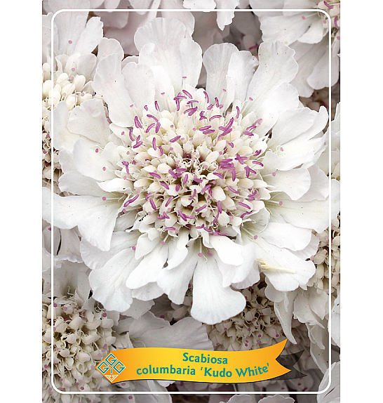 Scabiosa columbaria Kudo White Ø11