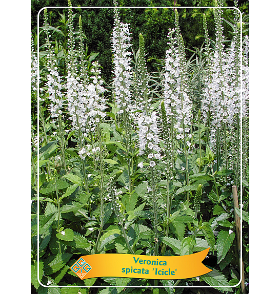 Veronica spicata Icicle Ø11