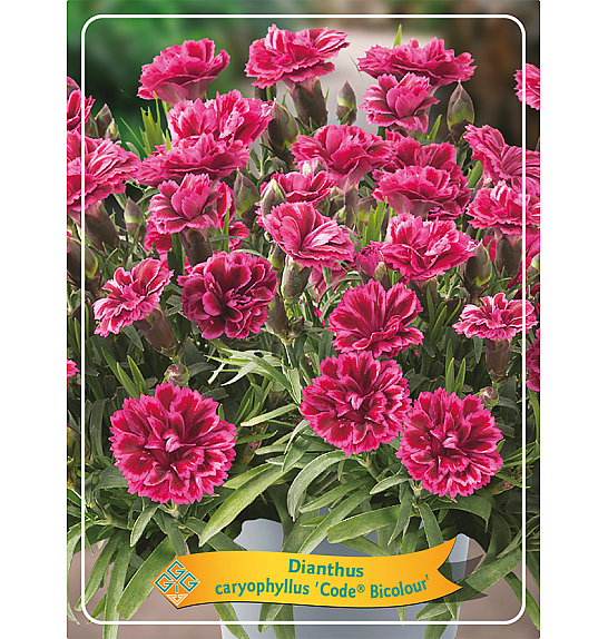 Dianthus caryophyllus Code Bicolour Ø11