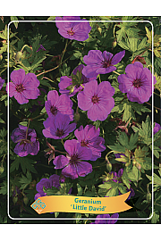 Geranium Little David Ø11