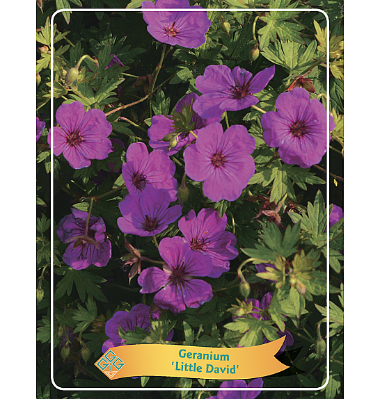 Geranium Little David Ø11