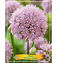 Allium senescens In Orbit Ø11